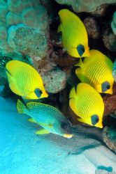 From Gota Abu Ramada, one of the best dive sites of Hurgh... by Ugo Gaggeri 